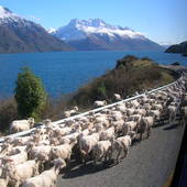New-Zealand-2007-386.JPG